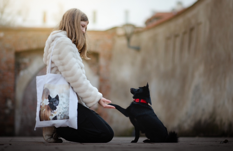 Unisex Cotton Bag The schipperke in the blooming orchards